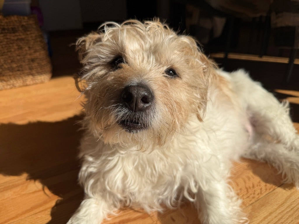 The Boutique Pet Edit: Premium Dog Food, Artisan Toys, and Wellness Essentials