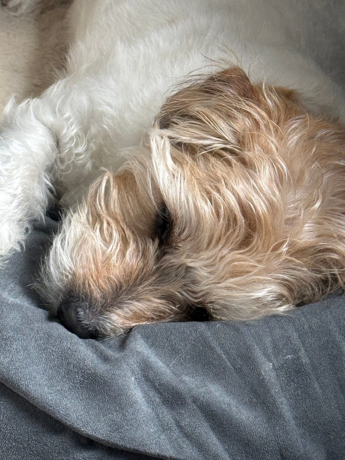 Discover Best Friends General, your new online pet store dedicated to high-quality dog and cat products. Learn our story, our commitment to curated goods, and meet Wilbur, our Chief Treat Taster!