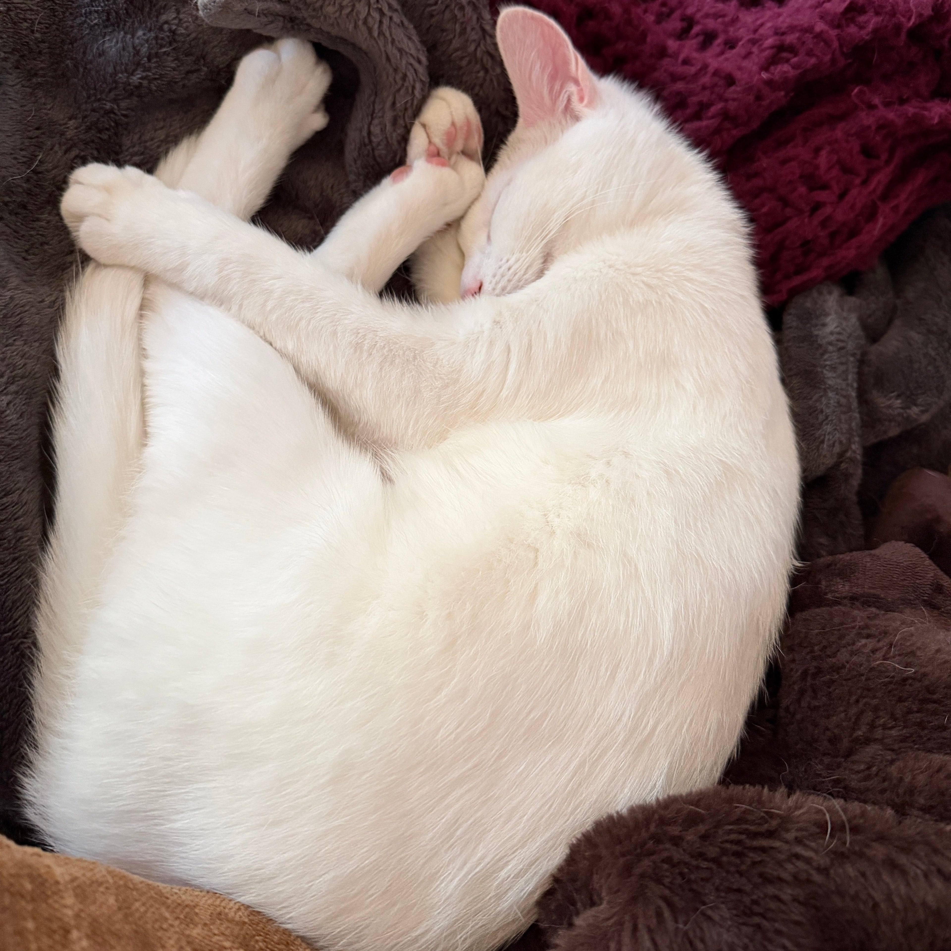 The Honest Guide to Reading a Pet Product Label