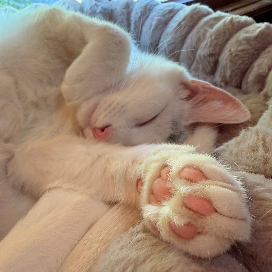 Lottie's Laws: What My Cat Has Taught Me About Buying Pet Products