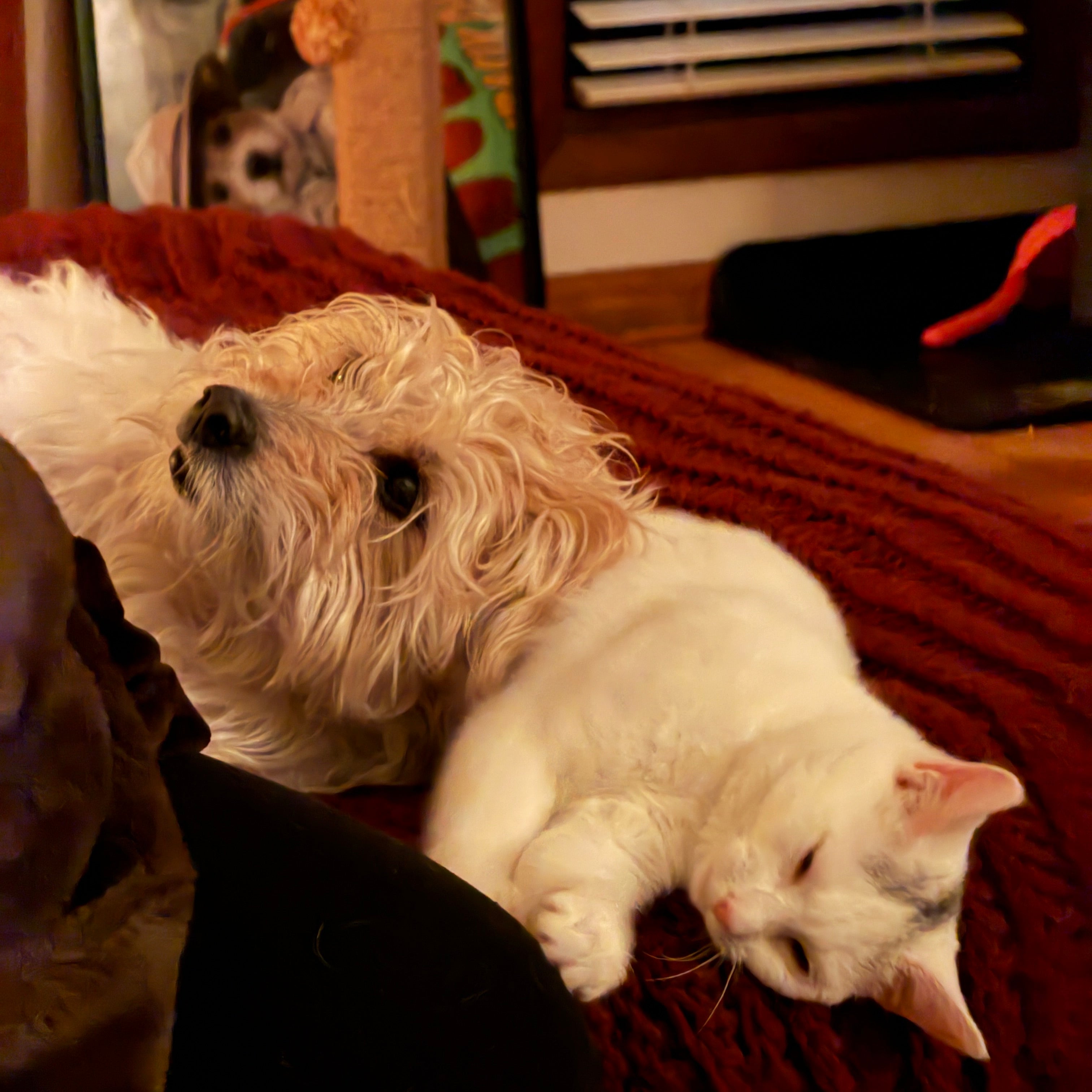 The Spirited and the Curious: A Day in the Life of Wilbur and Lottie