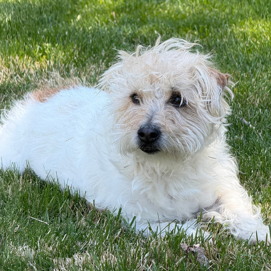 Hot Dog, Cool Cat: Wilbur & Lottie's Ultimate Summer Pet Checklist