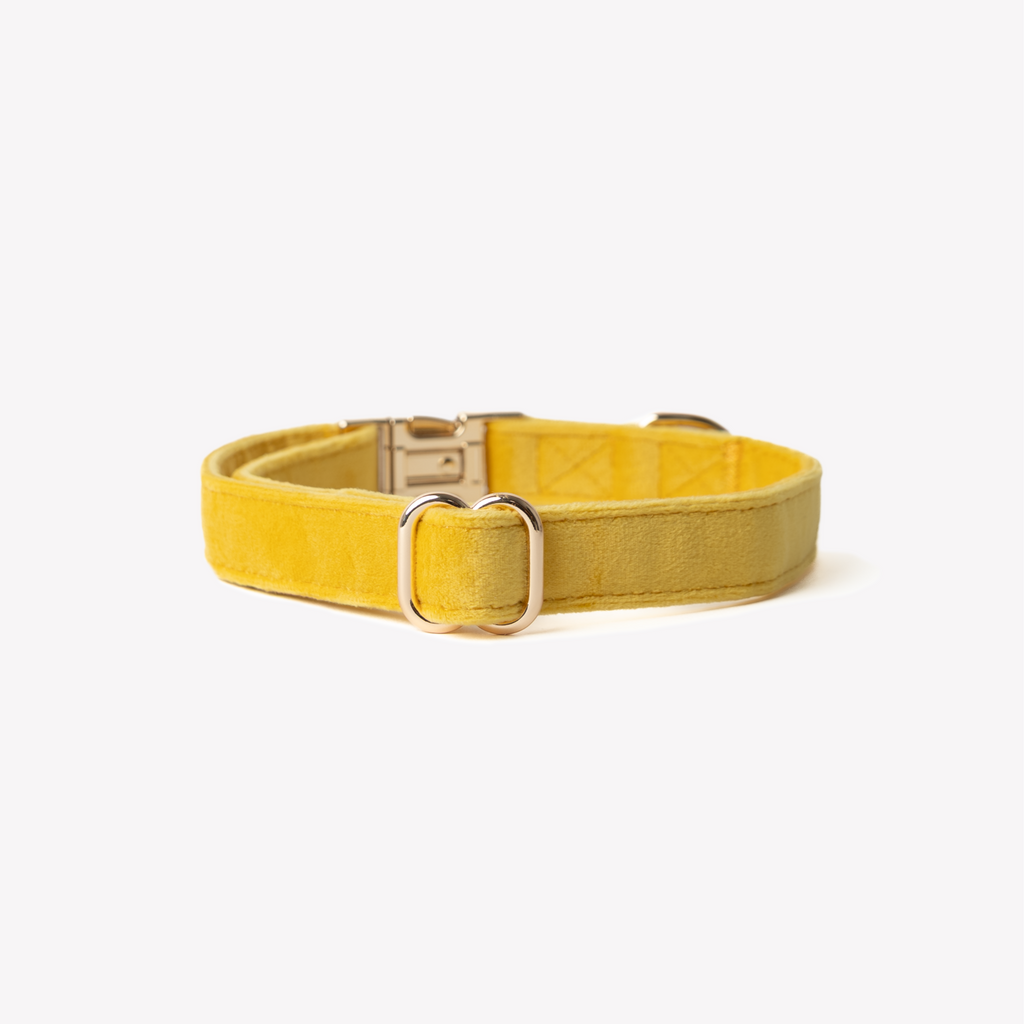 Velvet Dog Collar in Yellow