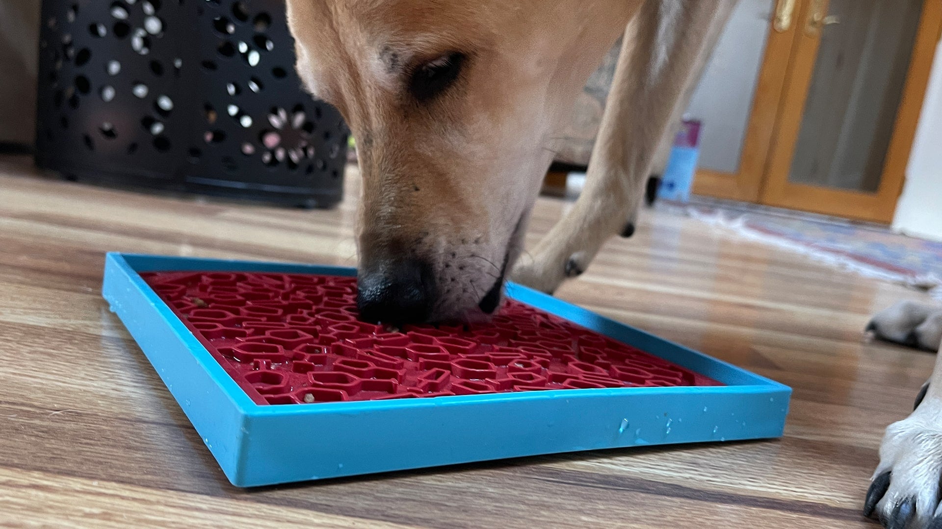 SodaPup Vino Dog Emat – Red