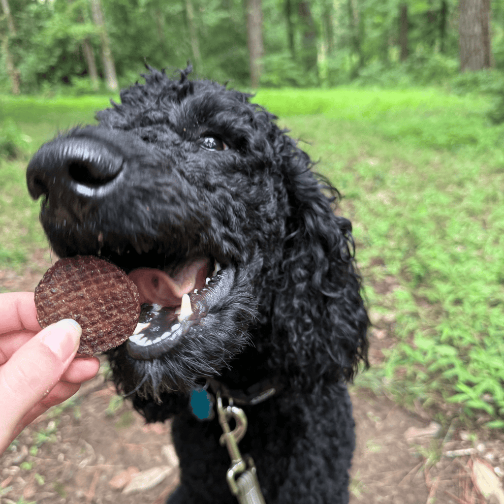 Farm to Pet Treat Chips - Beef