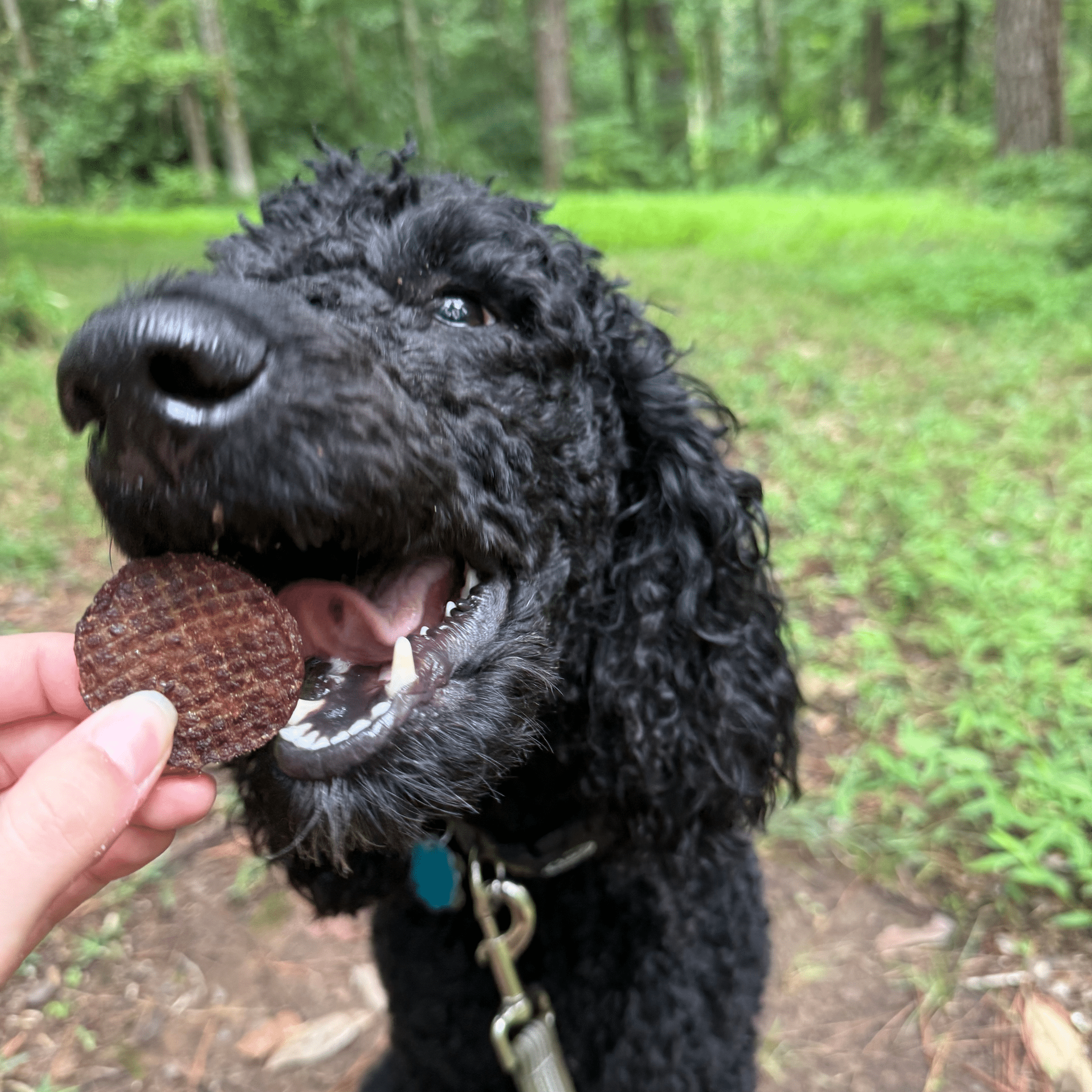 Farm to Pet Treat Chips - Beef