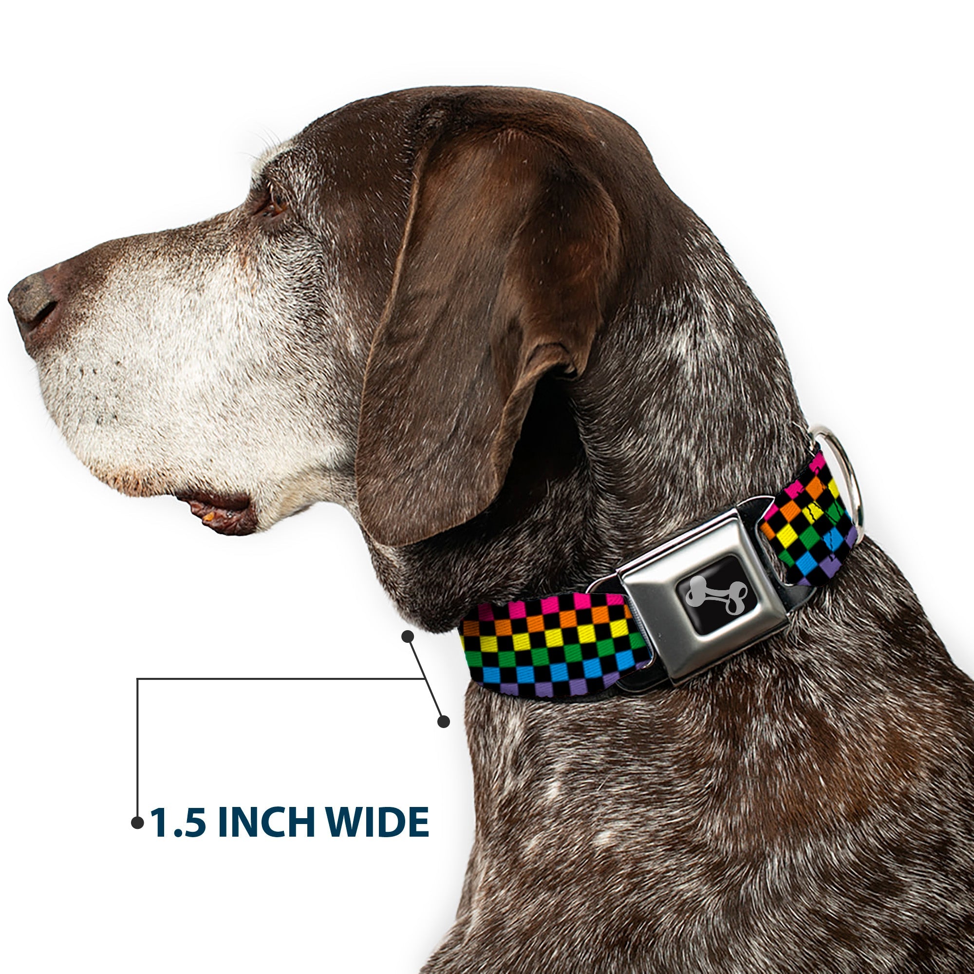 Seatbelt Dog Collar – Checker Black and Neon Rainbow