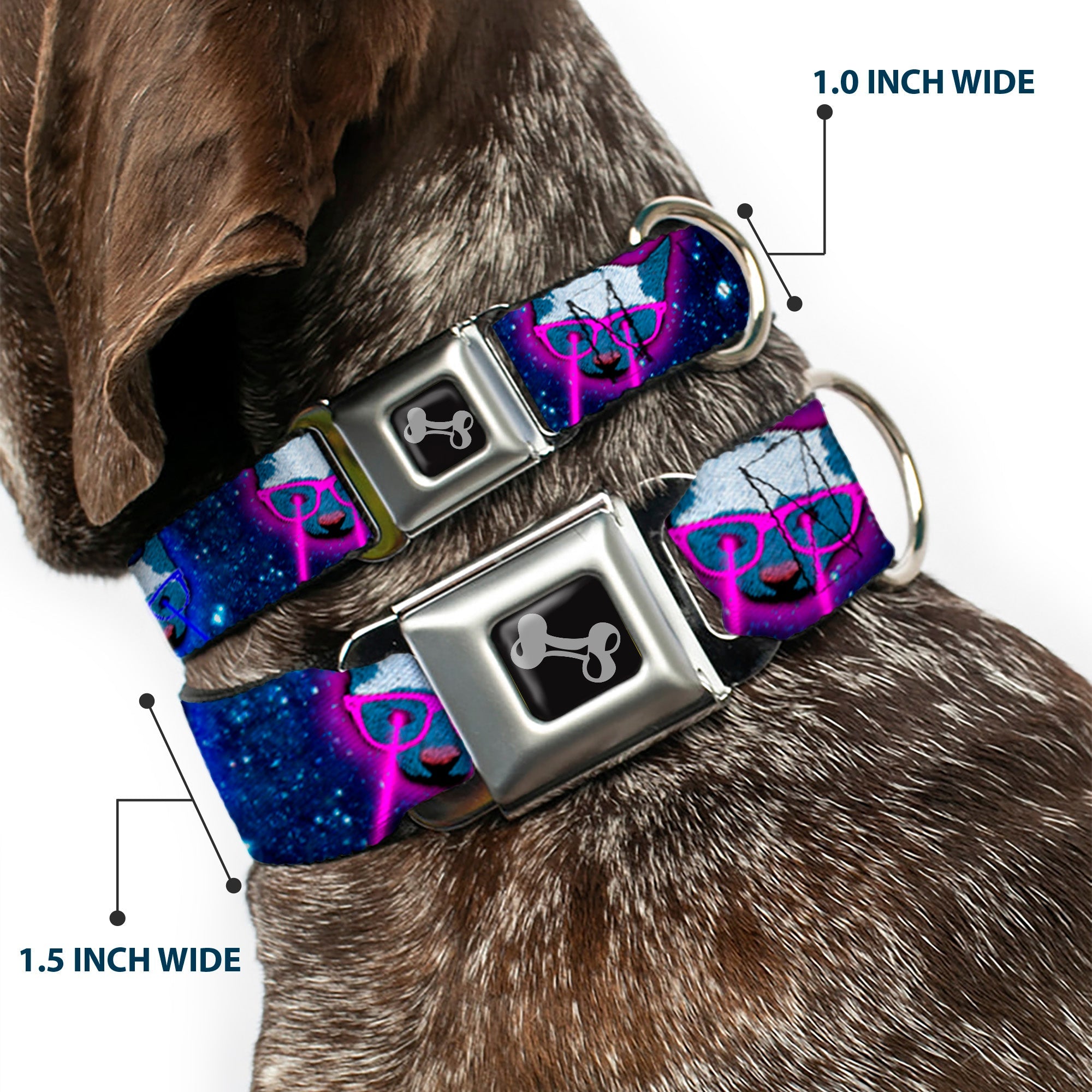 Seatbelt Dog Collar – Laser Eye Cats in Space