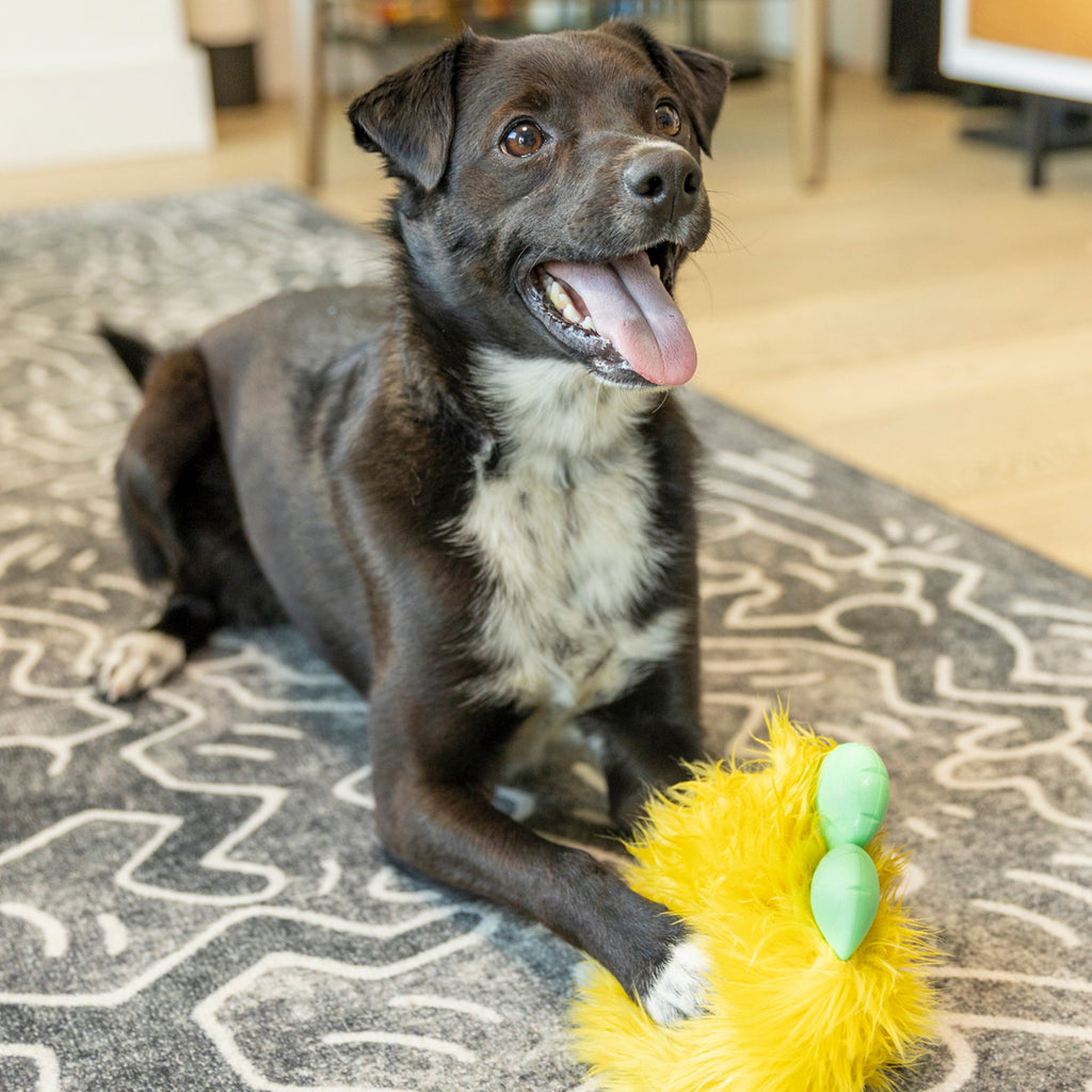 Rolf Dog Toy