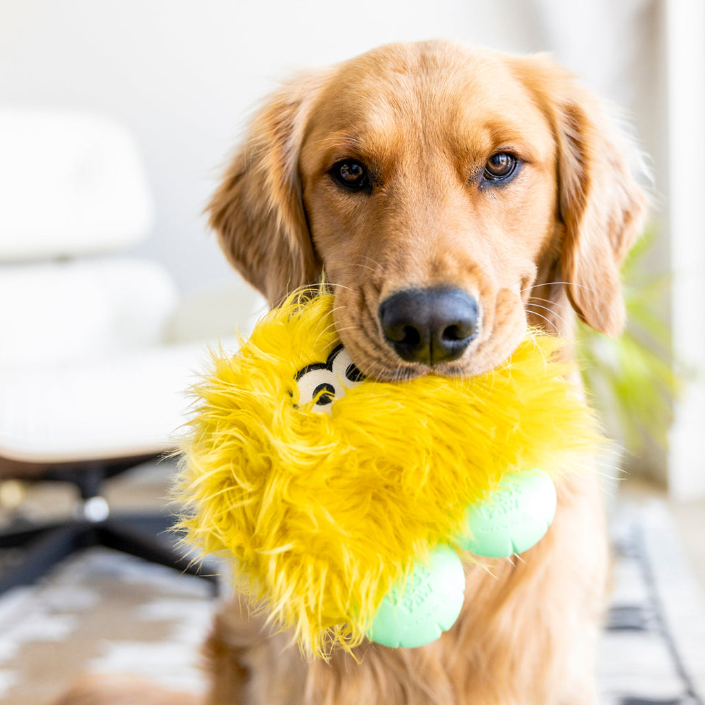 Rolf Dog Toy