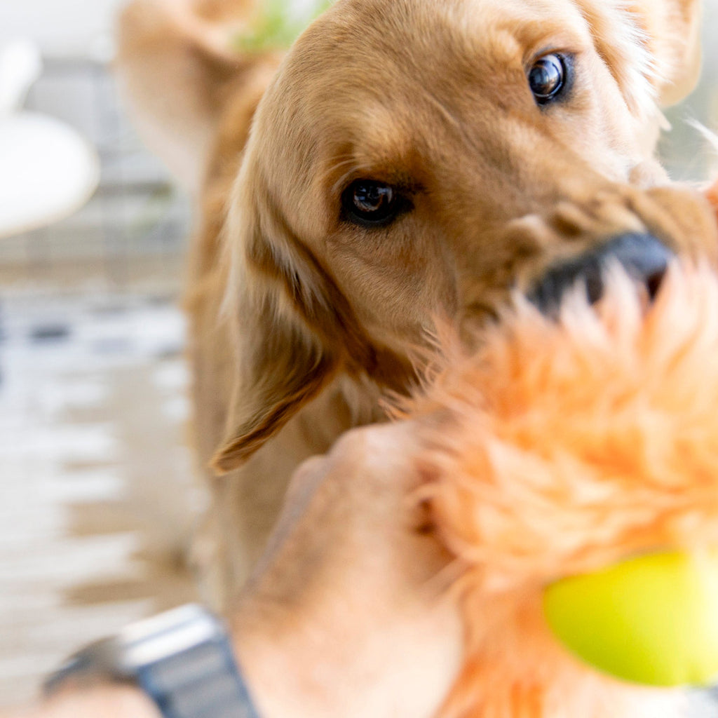 Olaf Dog Toy