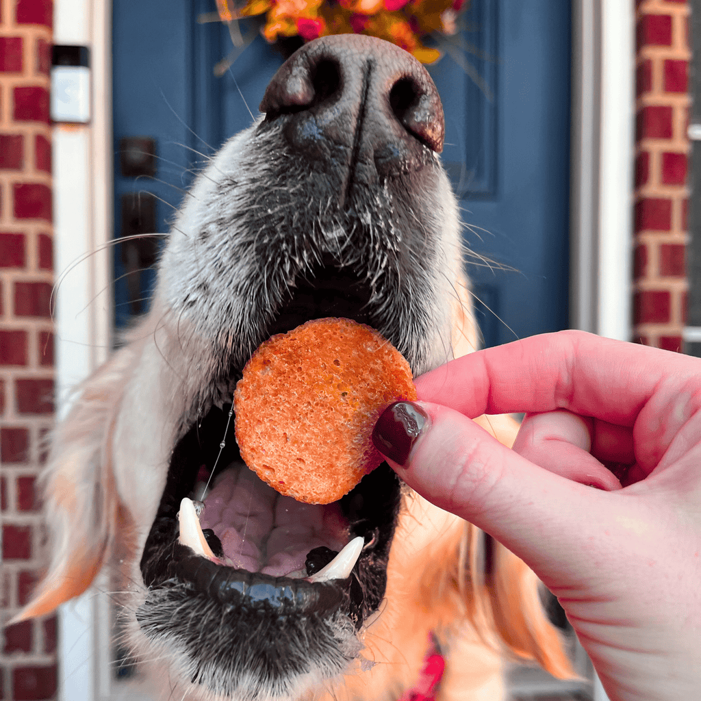 Farm to Pet Treat Chips - Turkey