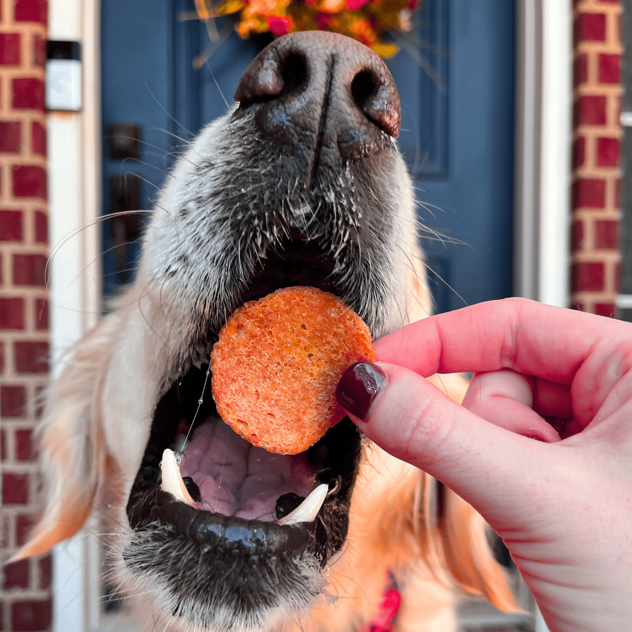 Farm to Pet Treat Chips - Turkey