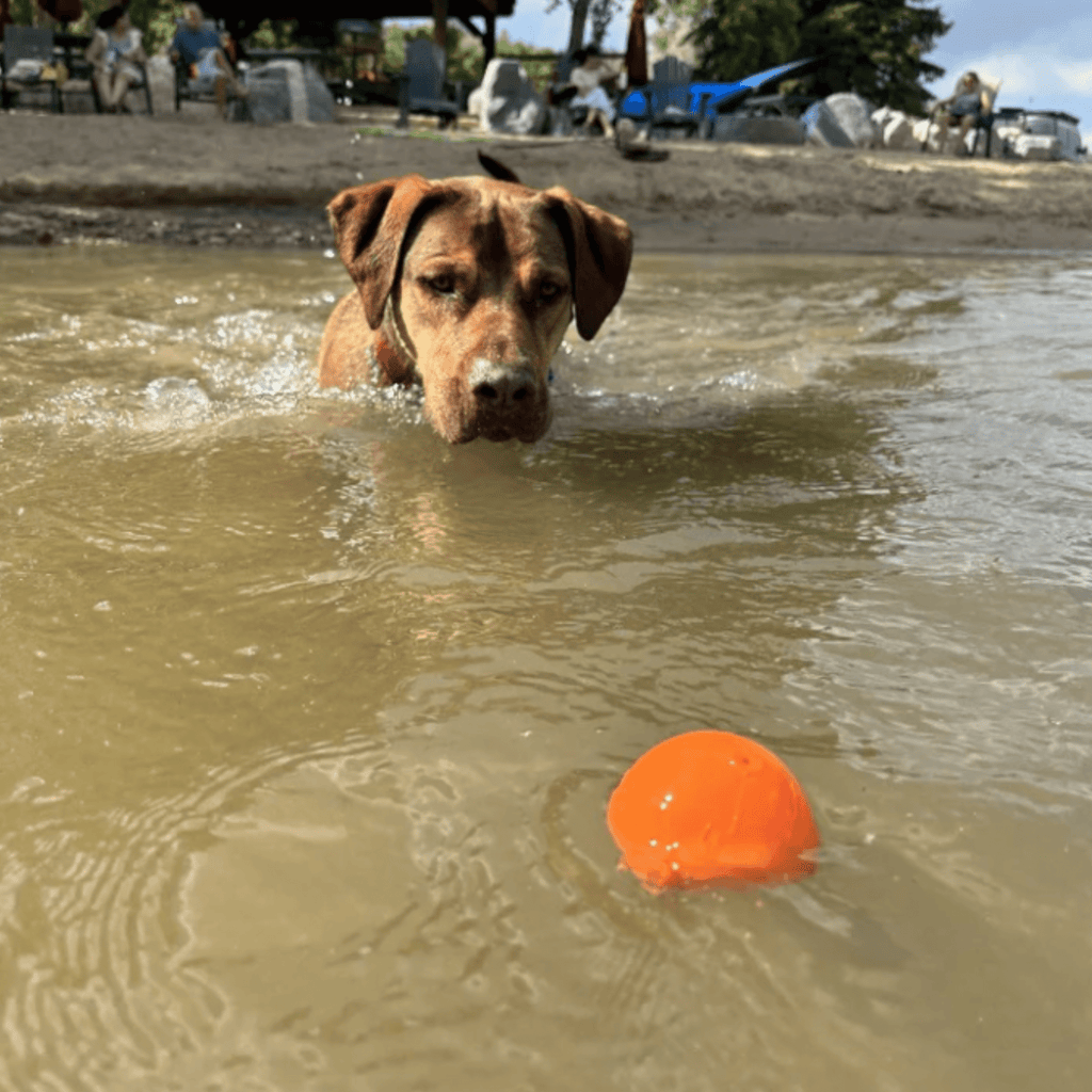 Dog Fetch Balls