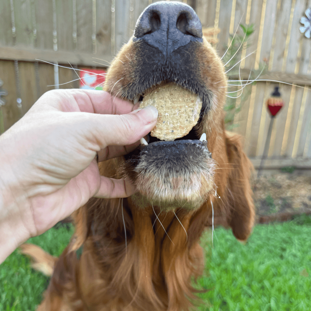 Fish Treat Chip Snack Packs – Training and Travel