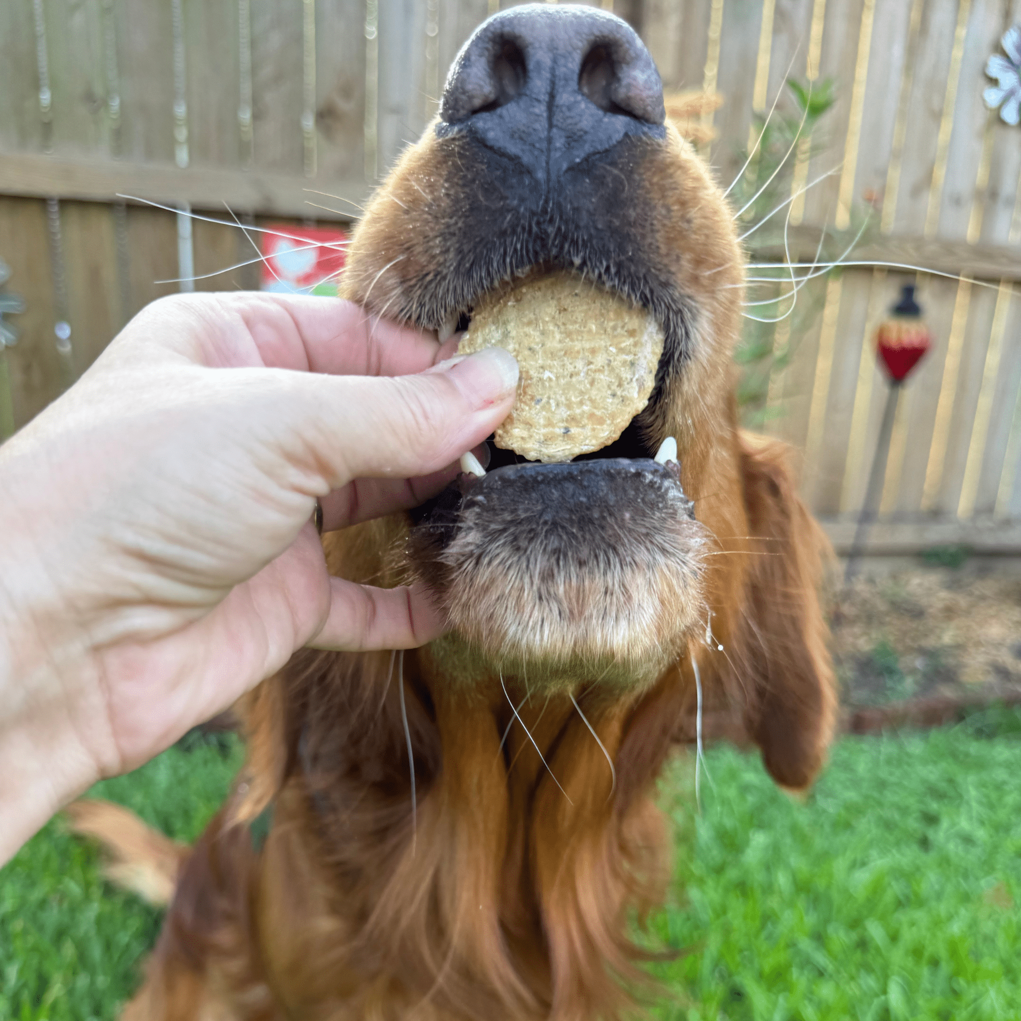 Farm to Pet Fish Treat Chips Snack Pack Bundles