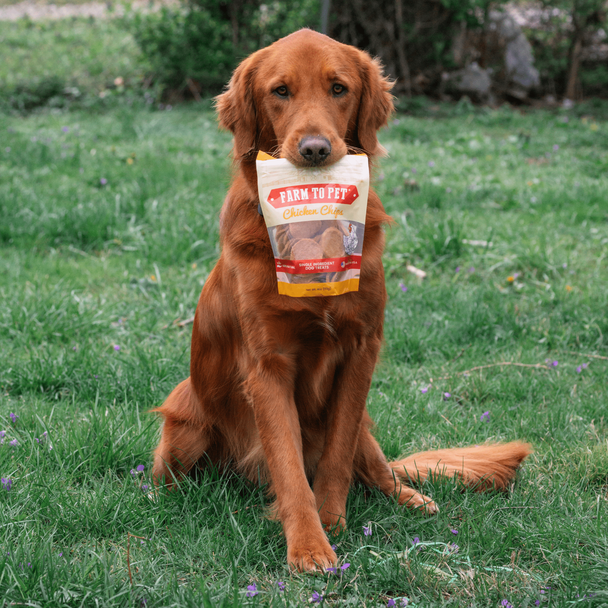 Farm to Pet Treat Chips - Chicken