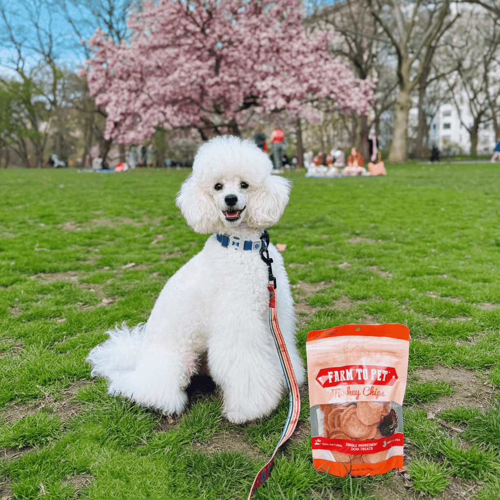 Farm to Pet Treat Chips - Turkey