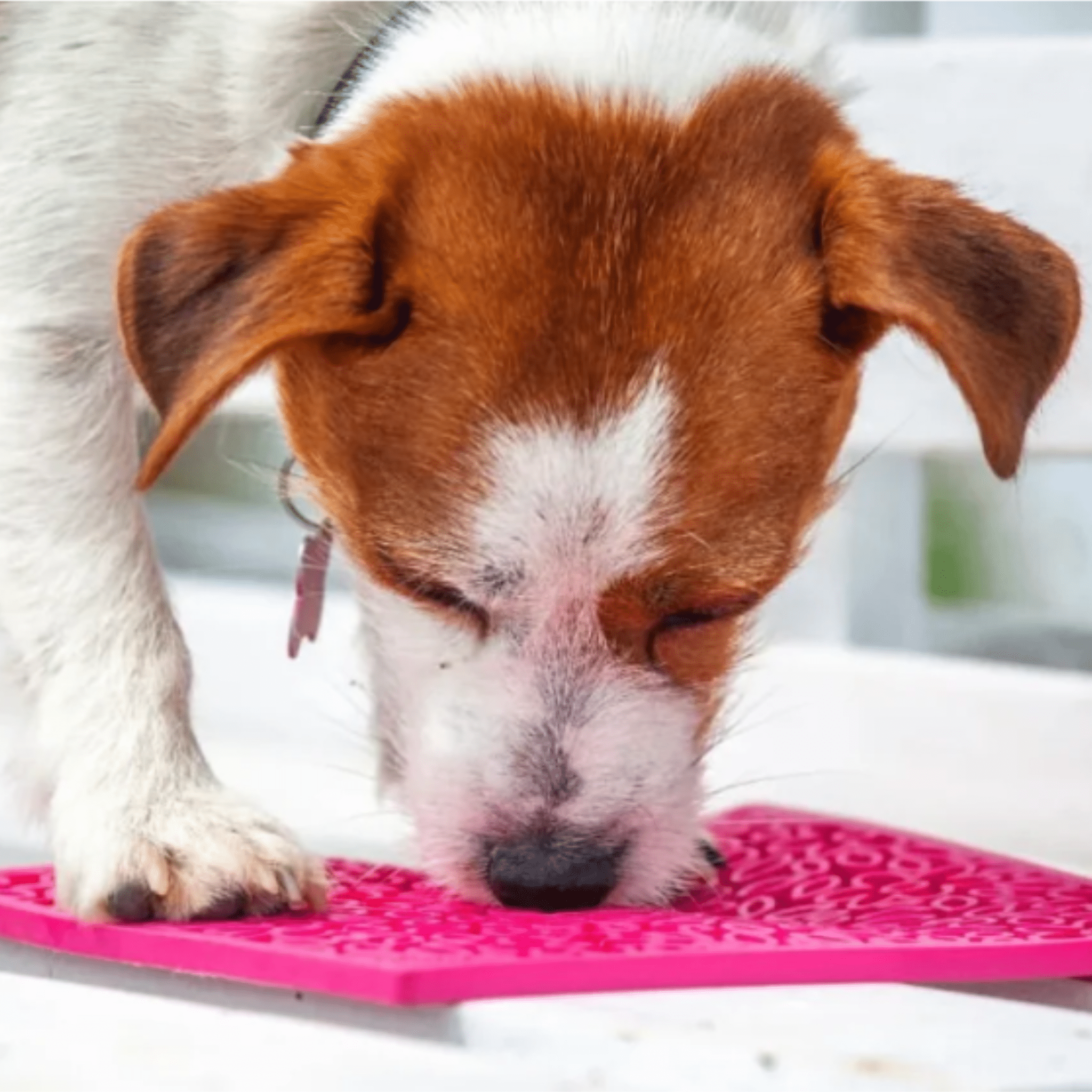 Cat & Small Dog Lick Mat – Multiple Colors