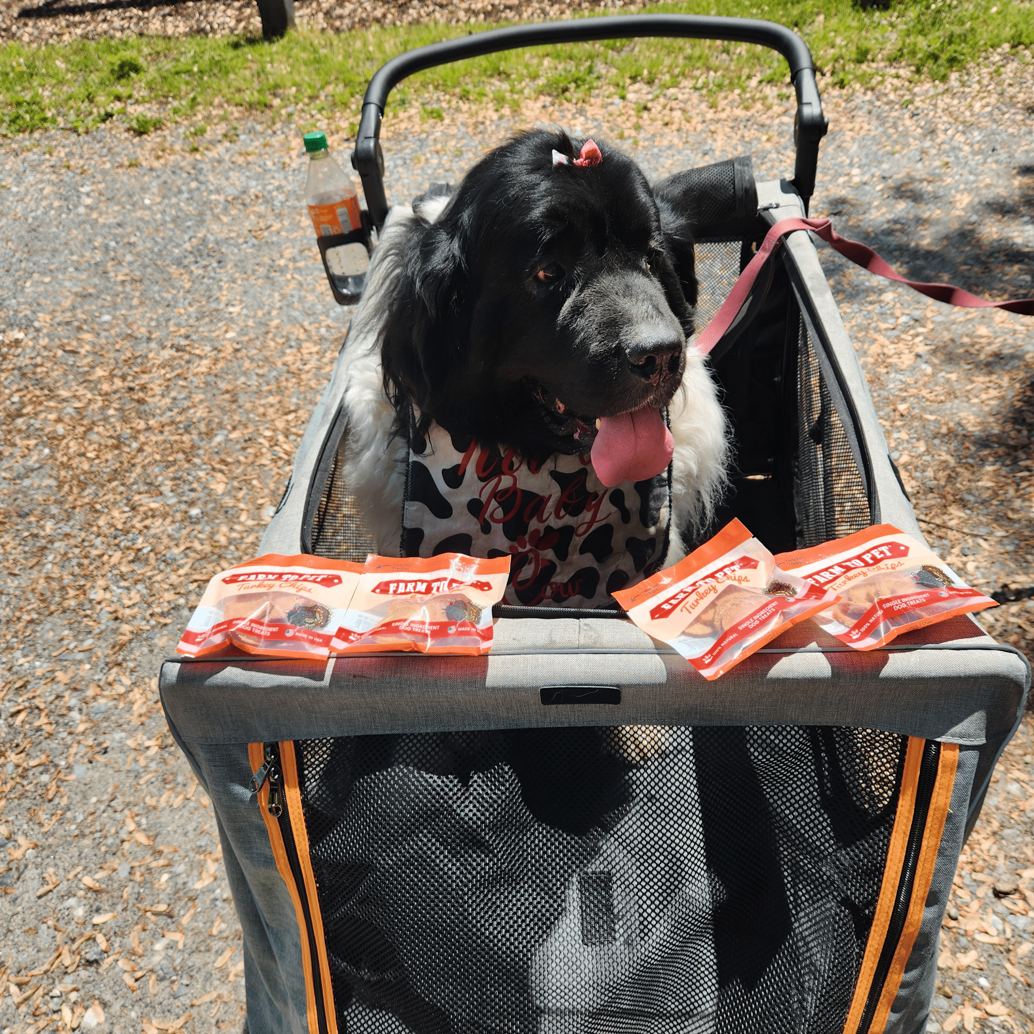 Farm to Pet Turkey Chips Snack Pack Bundles