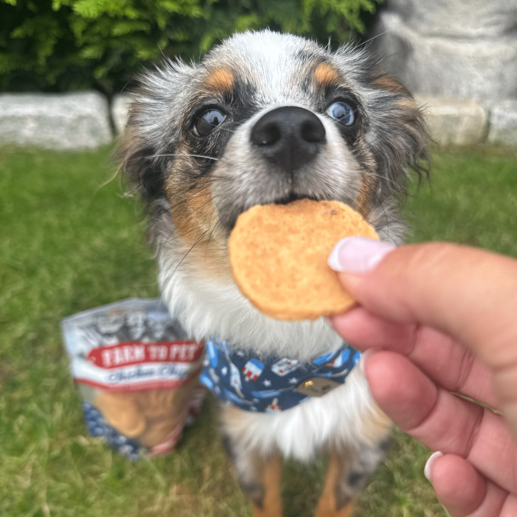 Farm to Pet Treat Chips - Chicken