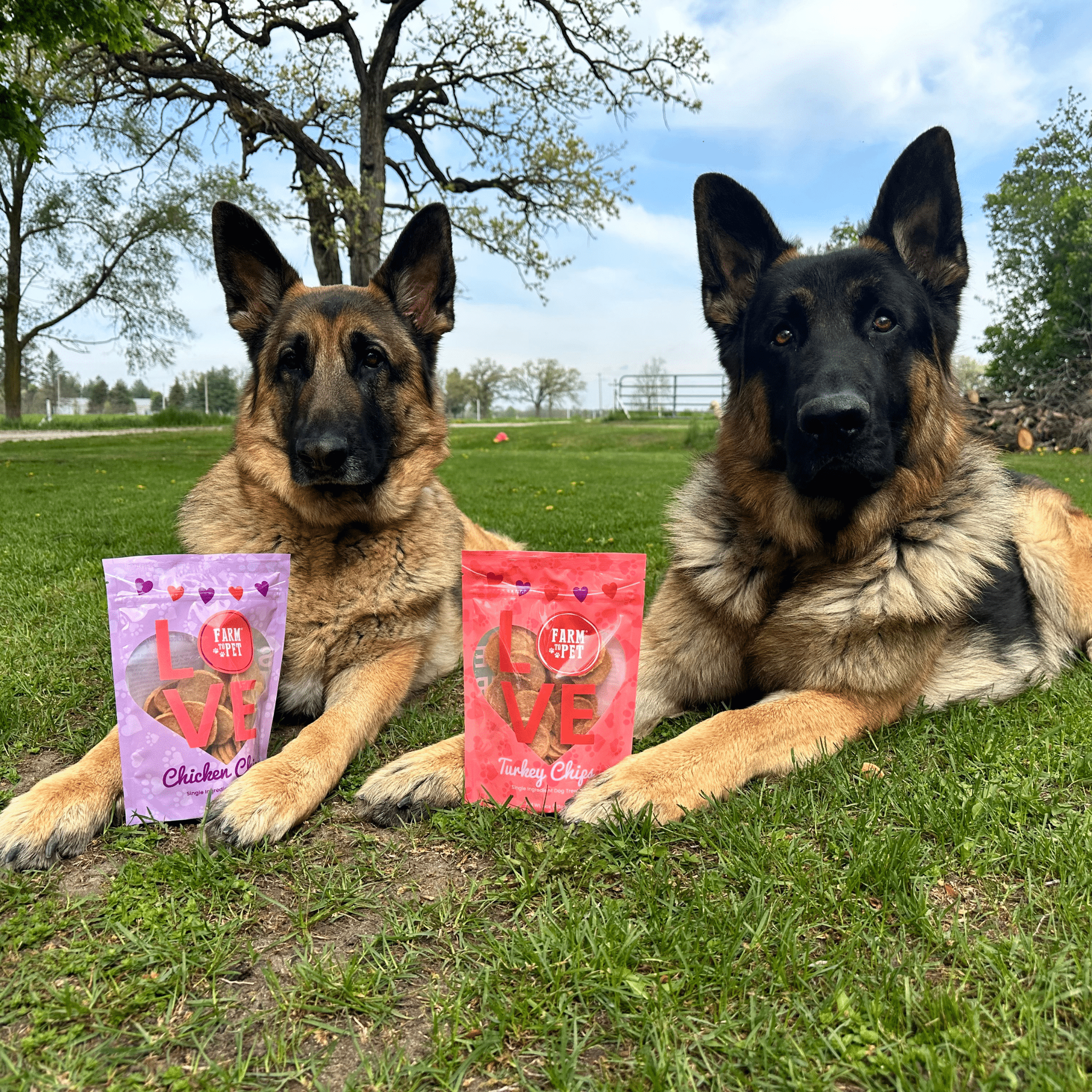 Farm to Pet Dog Treat Duo Chip - Chicken & Turkey