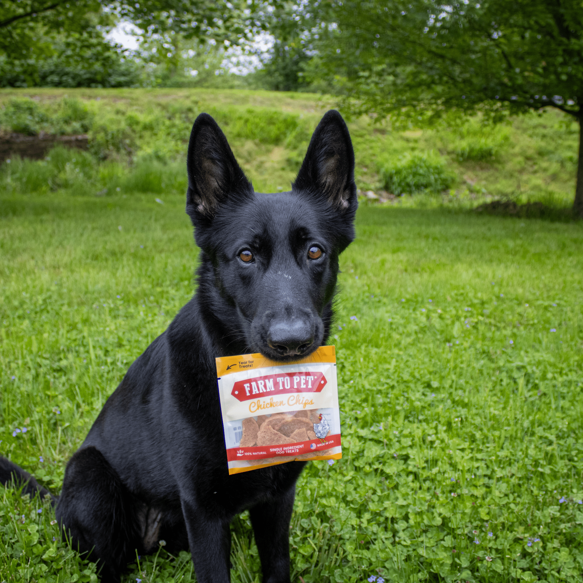 Farm to Pet Chicken Treat Chips Snack Pack Bundles
