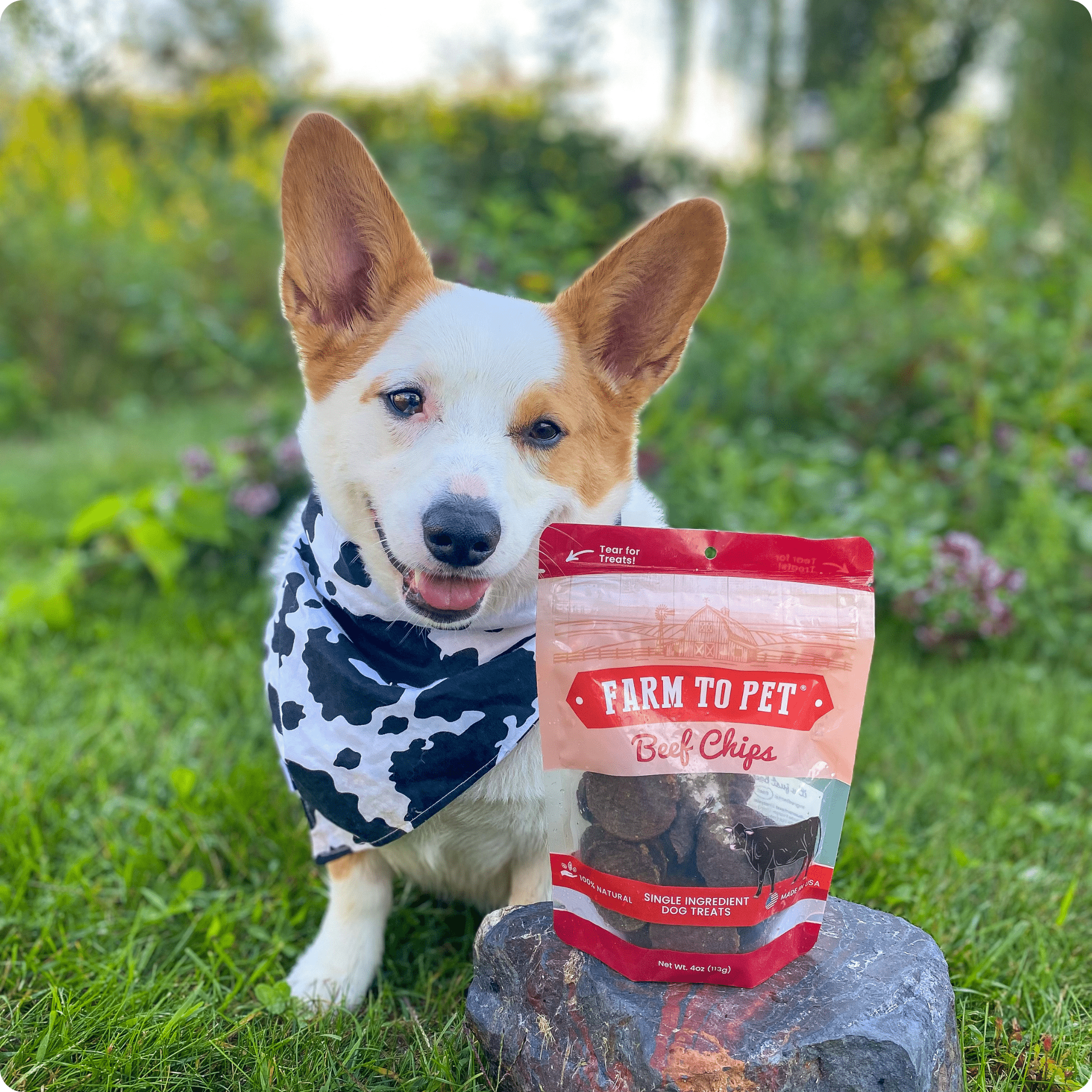 Farm to Pet Treat Chips - Beef