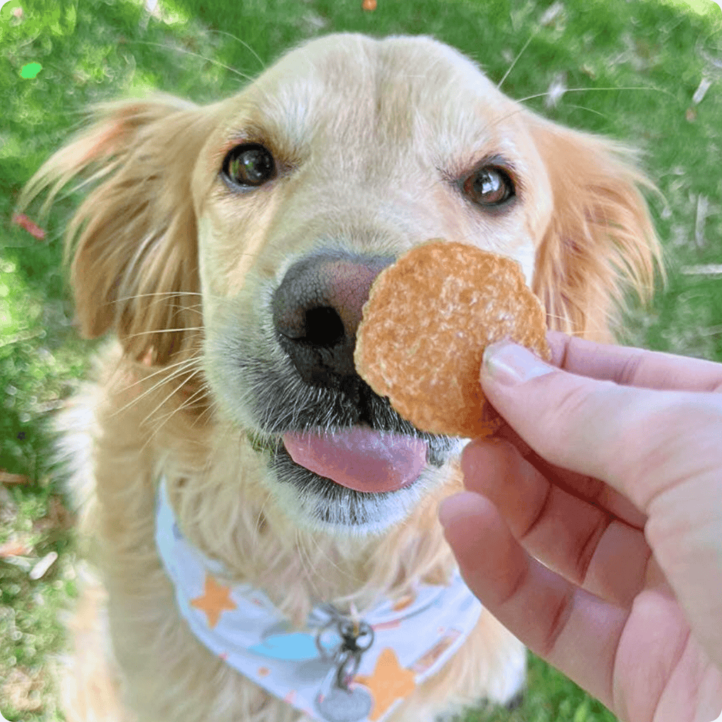 Farm to Pet Treat Chips - Chicken
