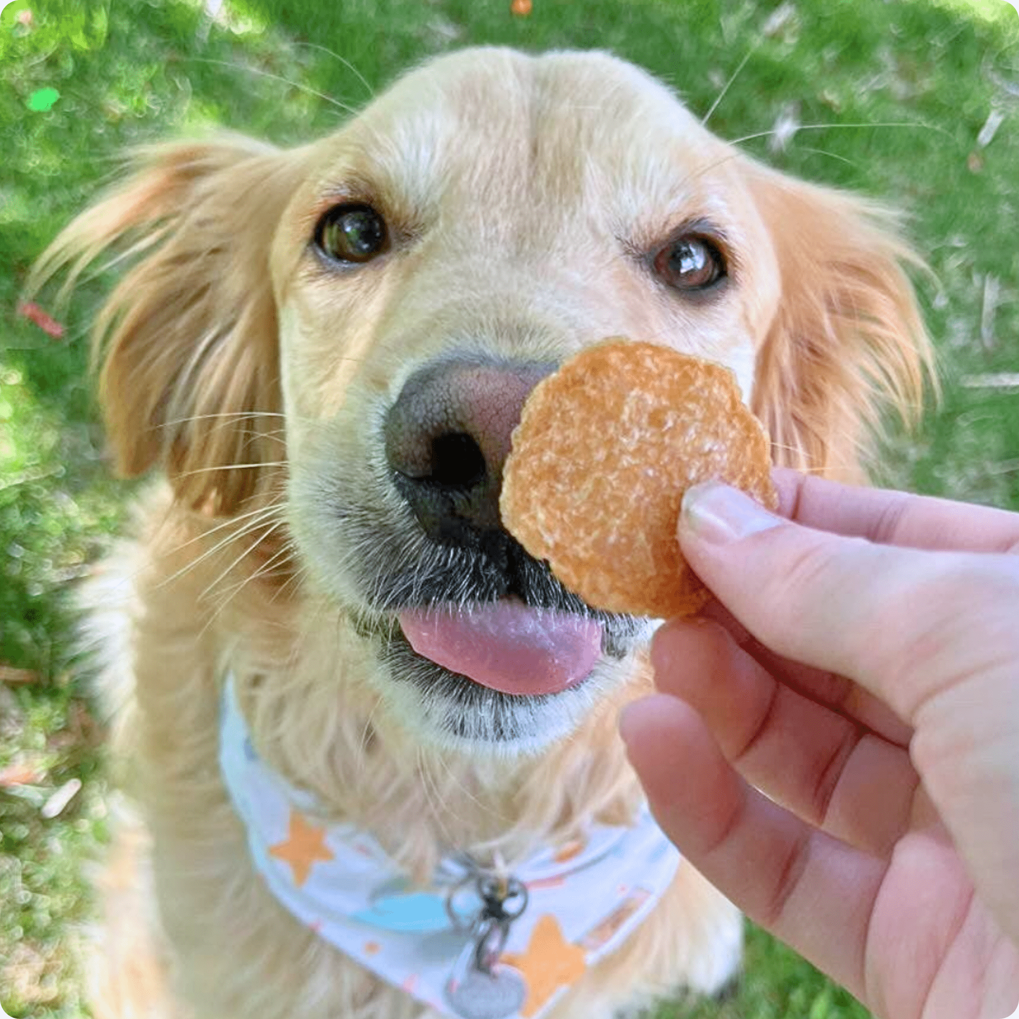 Farm to Pet Treat Chips - Chicken