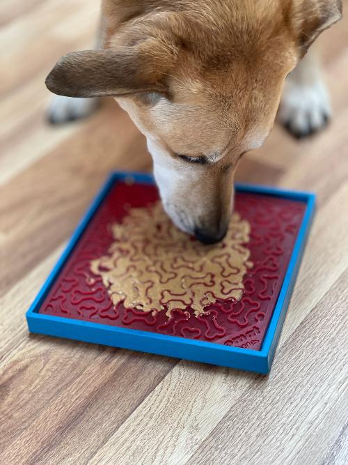 Hold Em Suction Cup Holder for Dog Bowls and Lick Mats – Blue