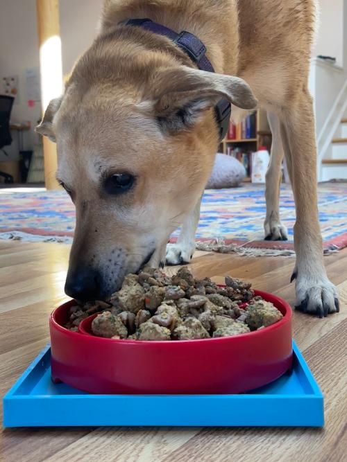 Hold Em Suction Cup Holder for Dog Bowls and Lick Mats – Blue