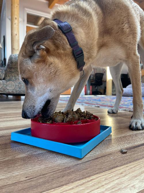 Hold Em Suction Cup Holder for Dog Bowls and Lick Mats – Blue