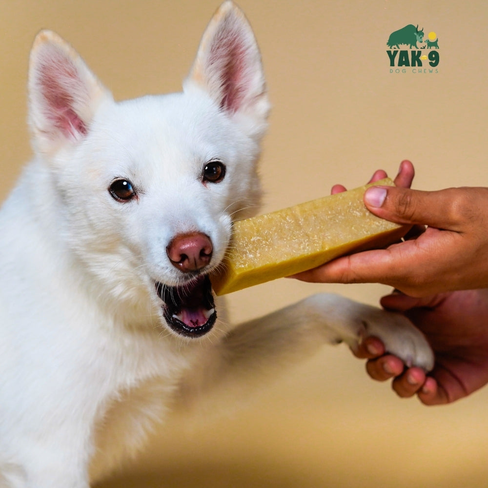 Yak9 Chews - Coconut Cheese