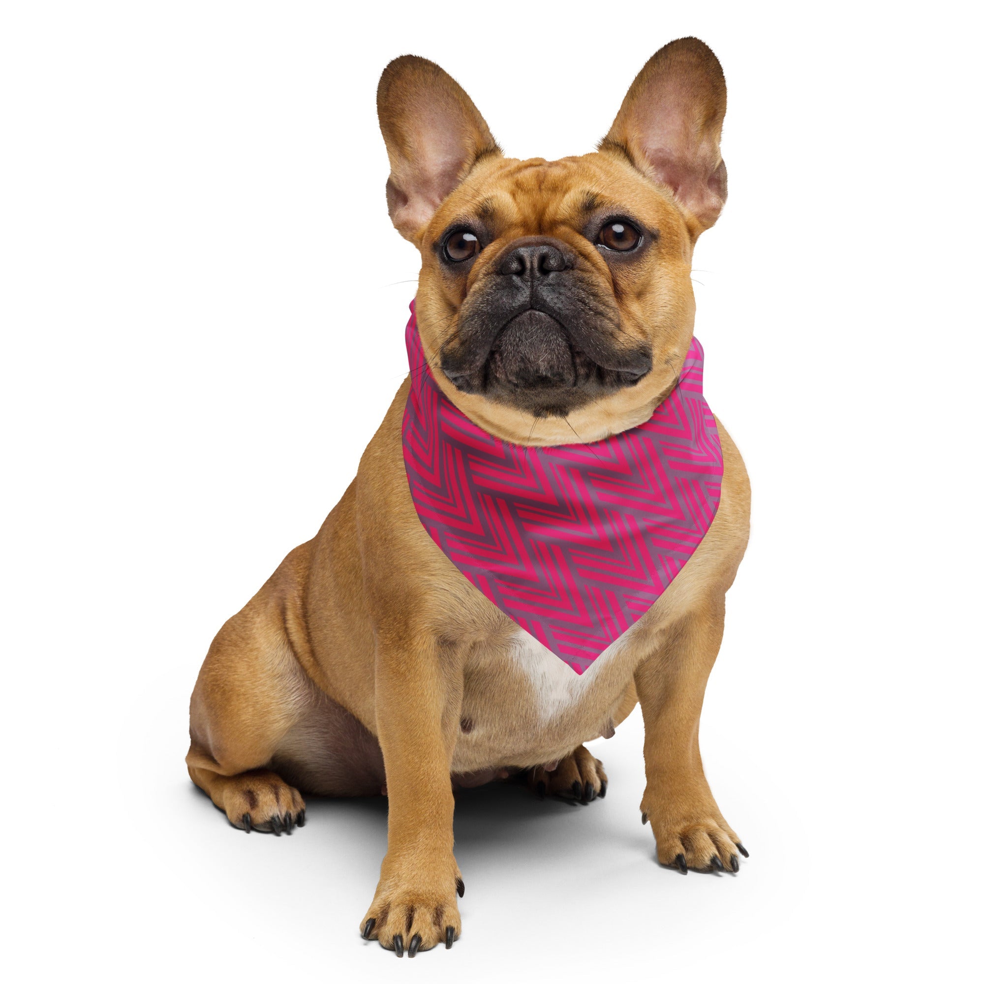 Sebastian and Clementine Pink Points Bandana for Dogs and Cats