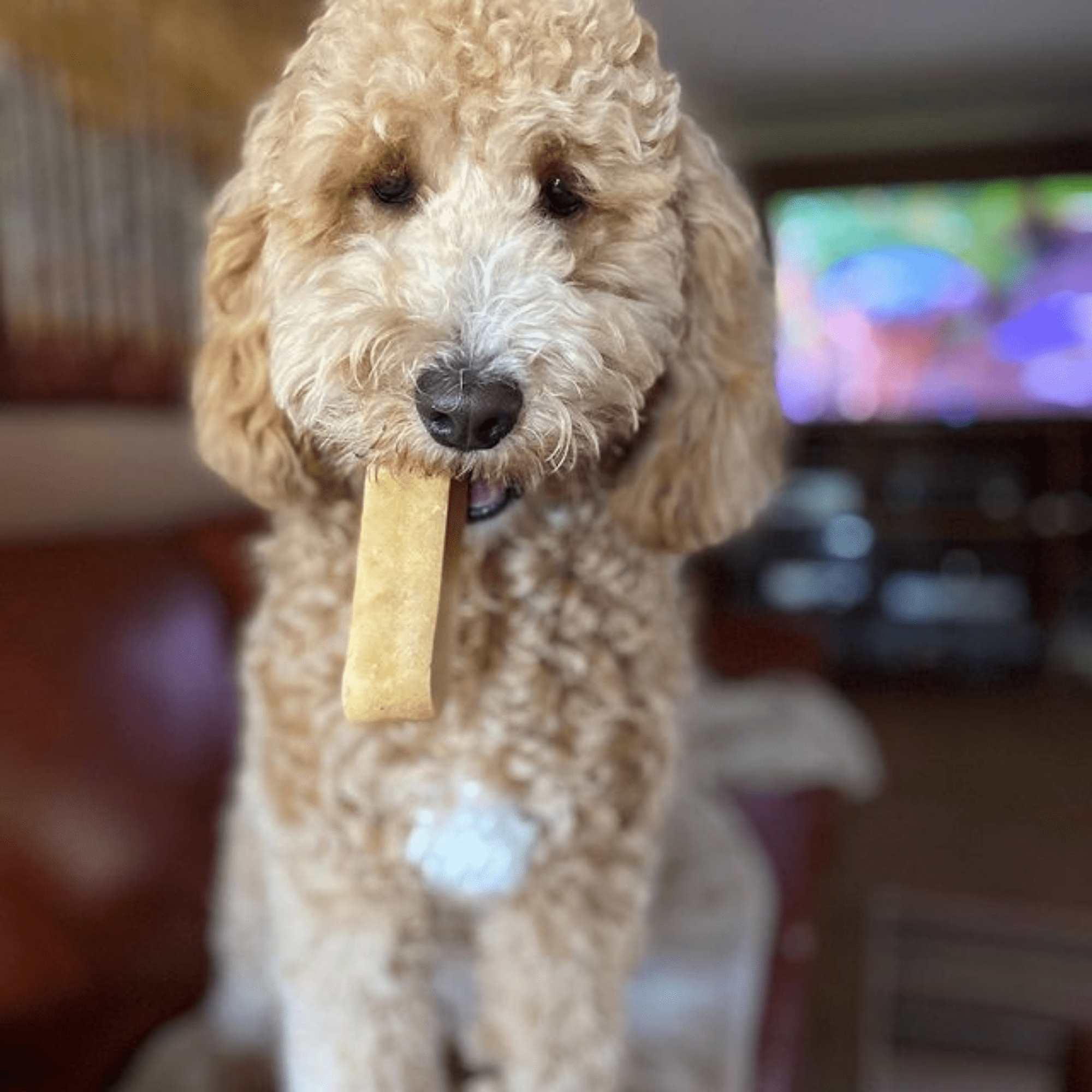 Yak9 Chews - Coconut Cheese