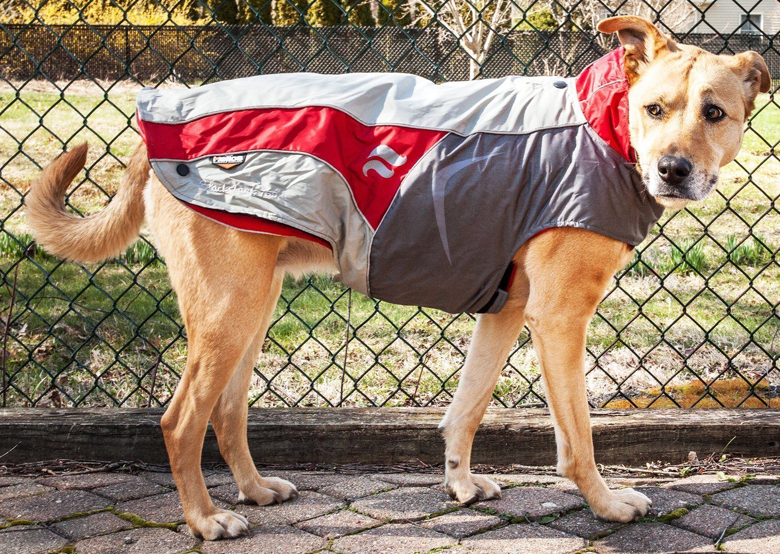 2-in-1 Layered Performance Dog Jacket – Lotus-Rusher