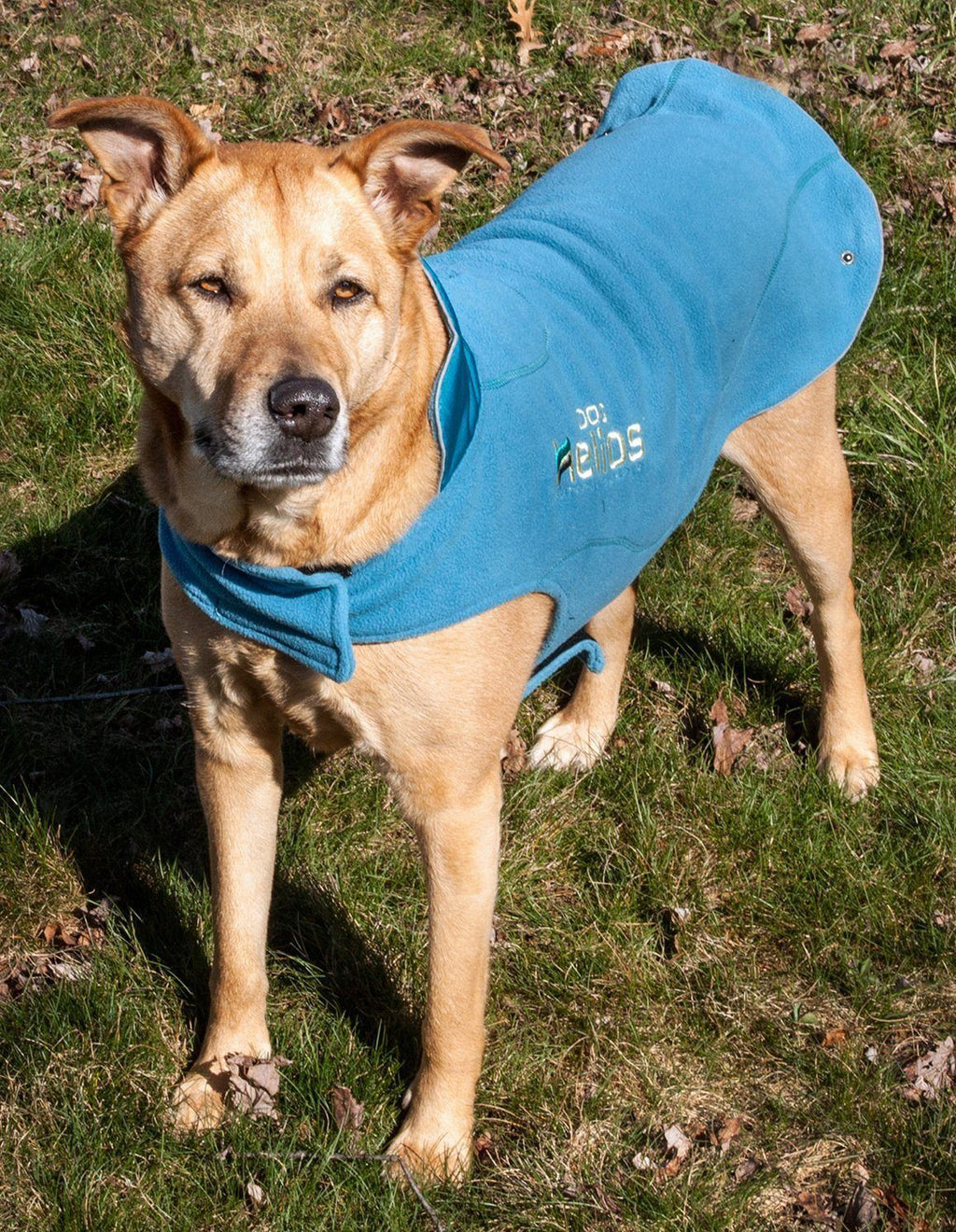 2-in-1 Layered Performance Dog Jacket – Lotus-Rusher