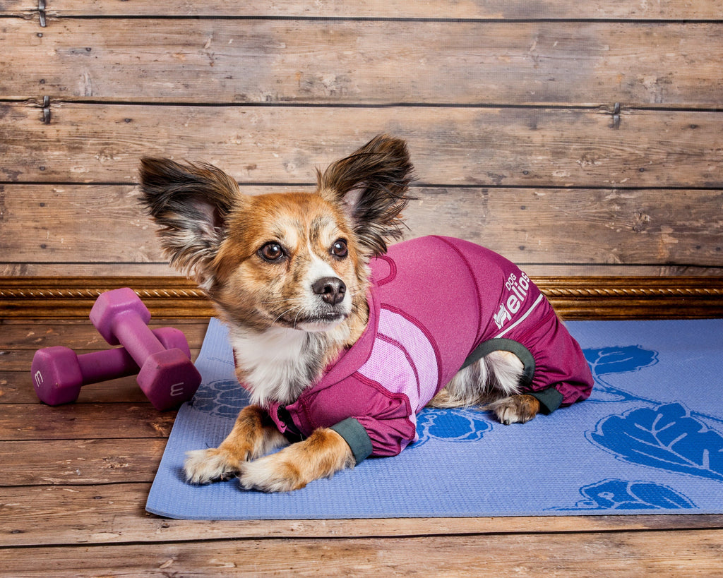 Yoga Performance Dog Tracksuit Hoodie – Namastail