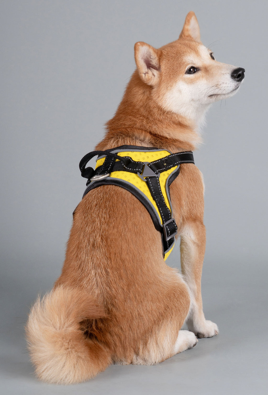 Sporty Free-Range Dog Harness – Scorpion