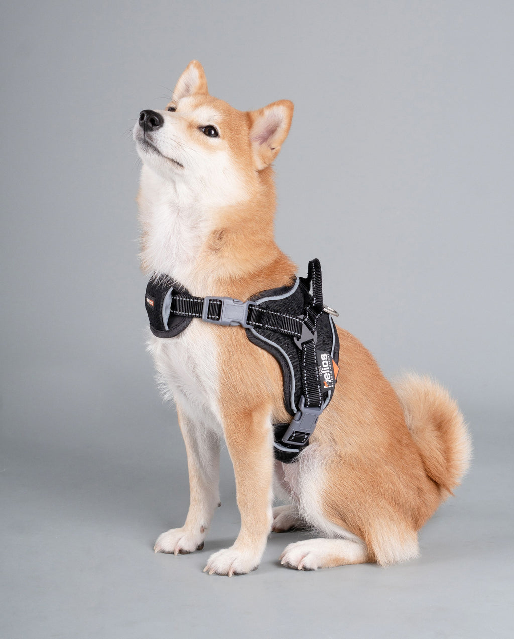 Sporty Free-Range Dog Harness – Scorpion