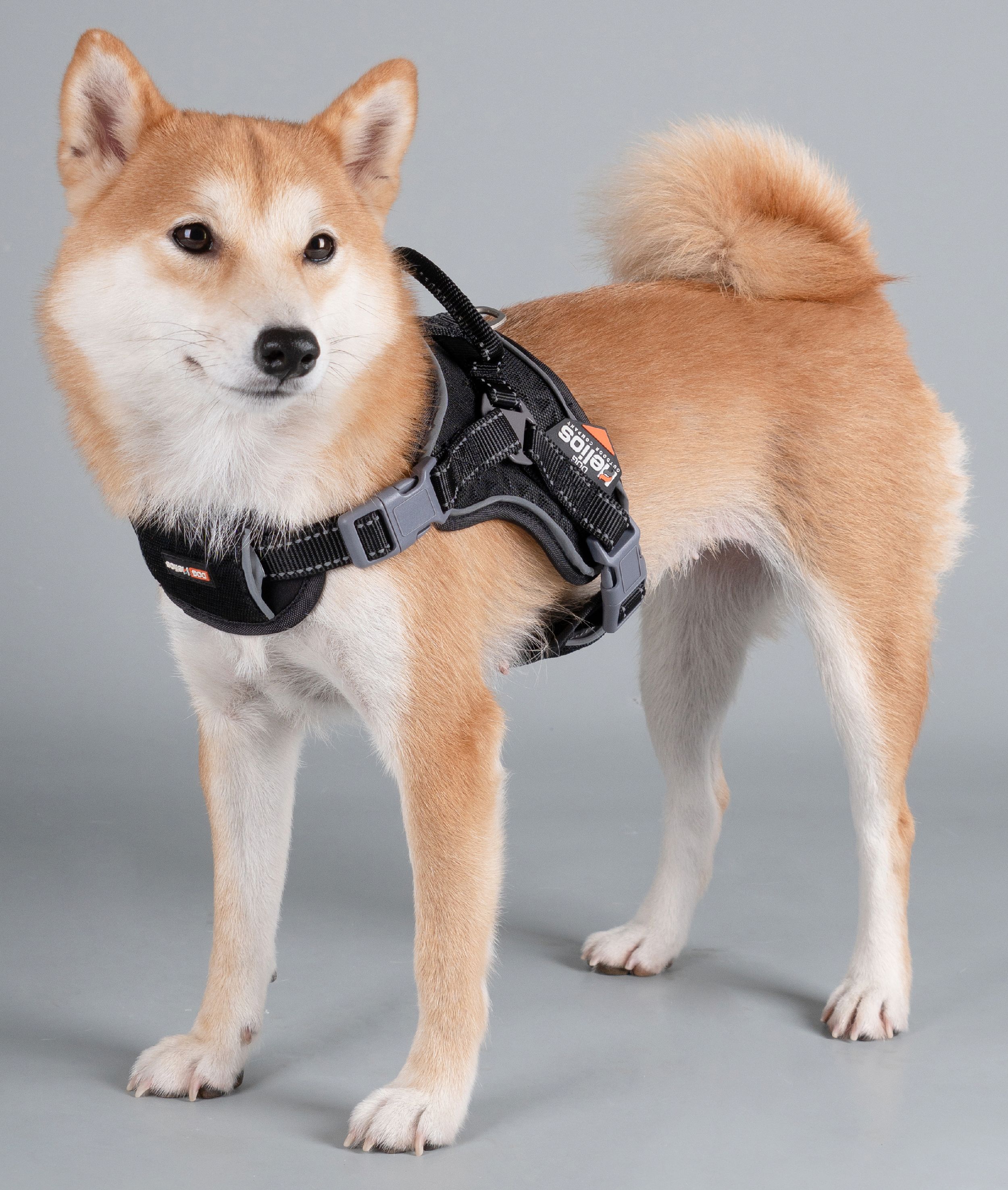 Sporty Free-Range Dog Harness – Scorpion