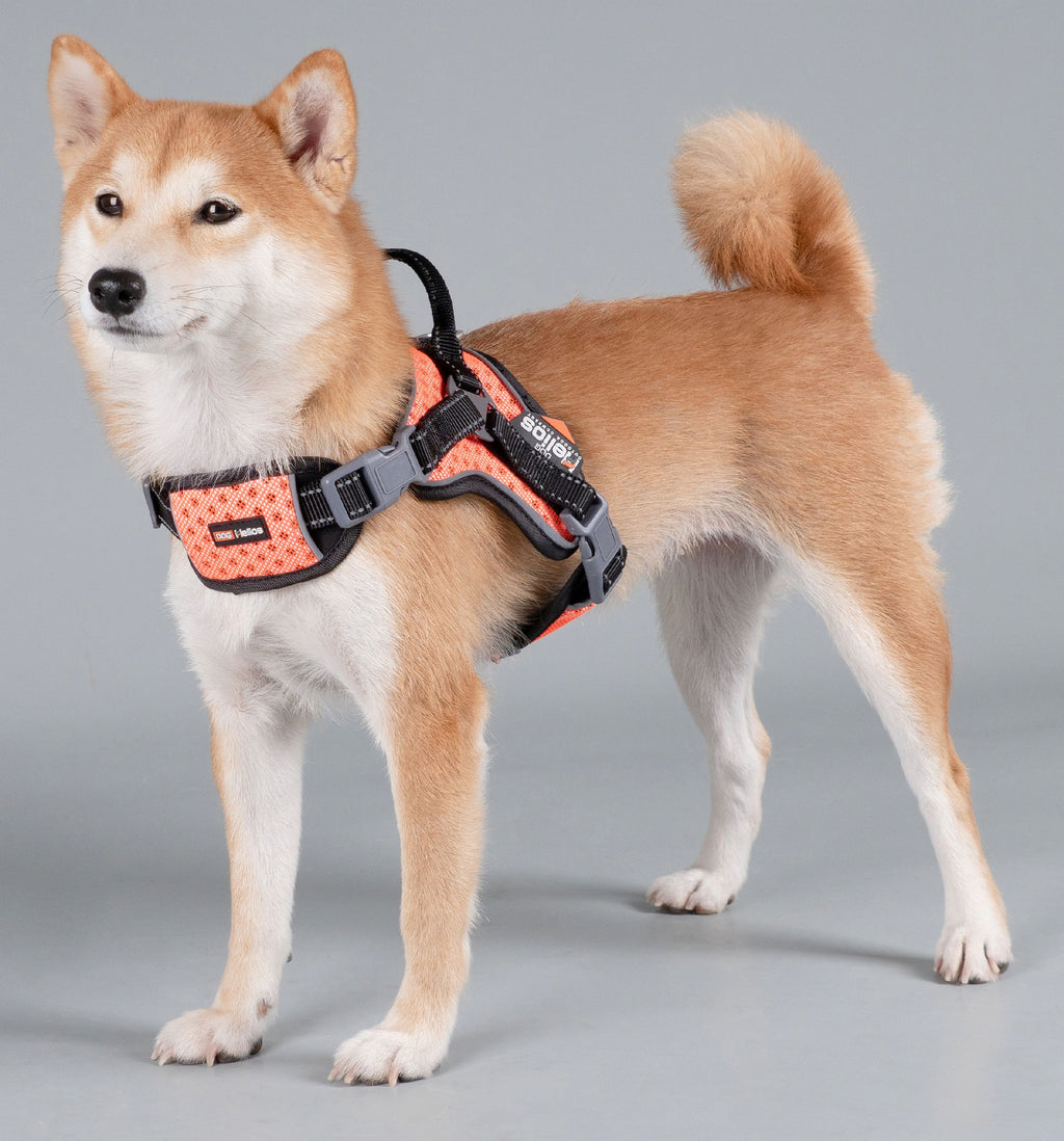 Sporty Free-Range Dog Harness – Scorpion