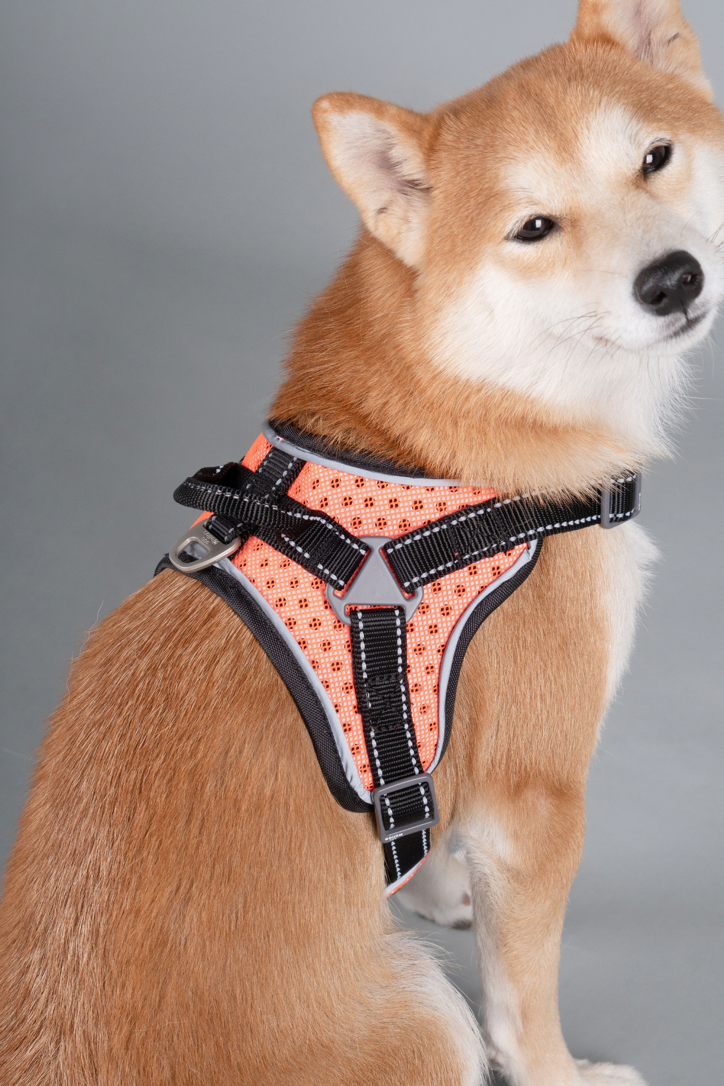 Sporty Free-Range Dog Harness – Scorpion