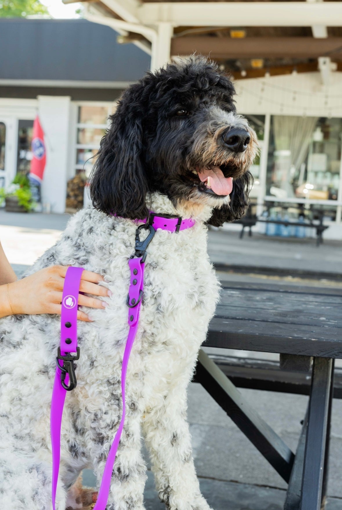 Electric Fuchsia Weather and Odor Resistant Dog Leash