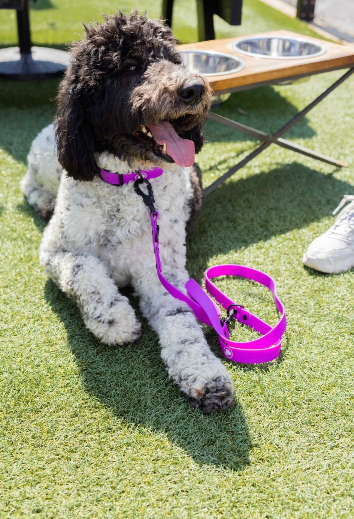 Electric Fuchsia Weather and Odor Resistant Dog Leash