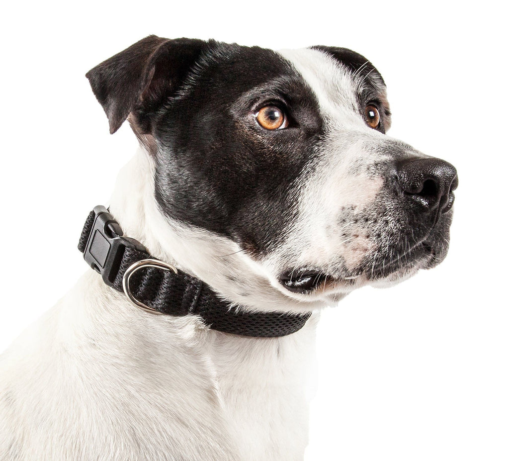Aero Mesh Dual-Sided Breathable Adjustable Mesh Dog Collar – Multiple Colors