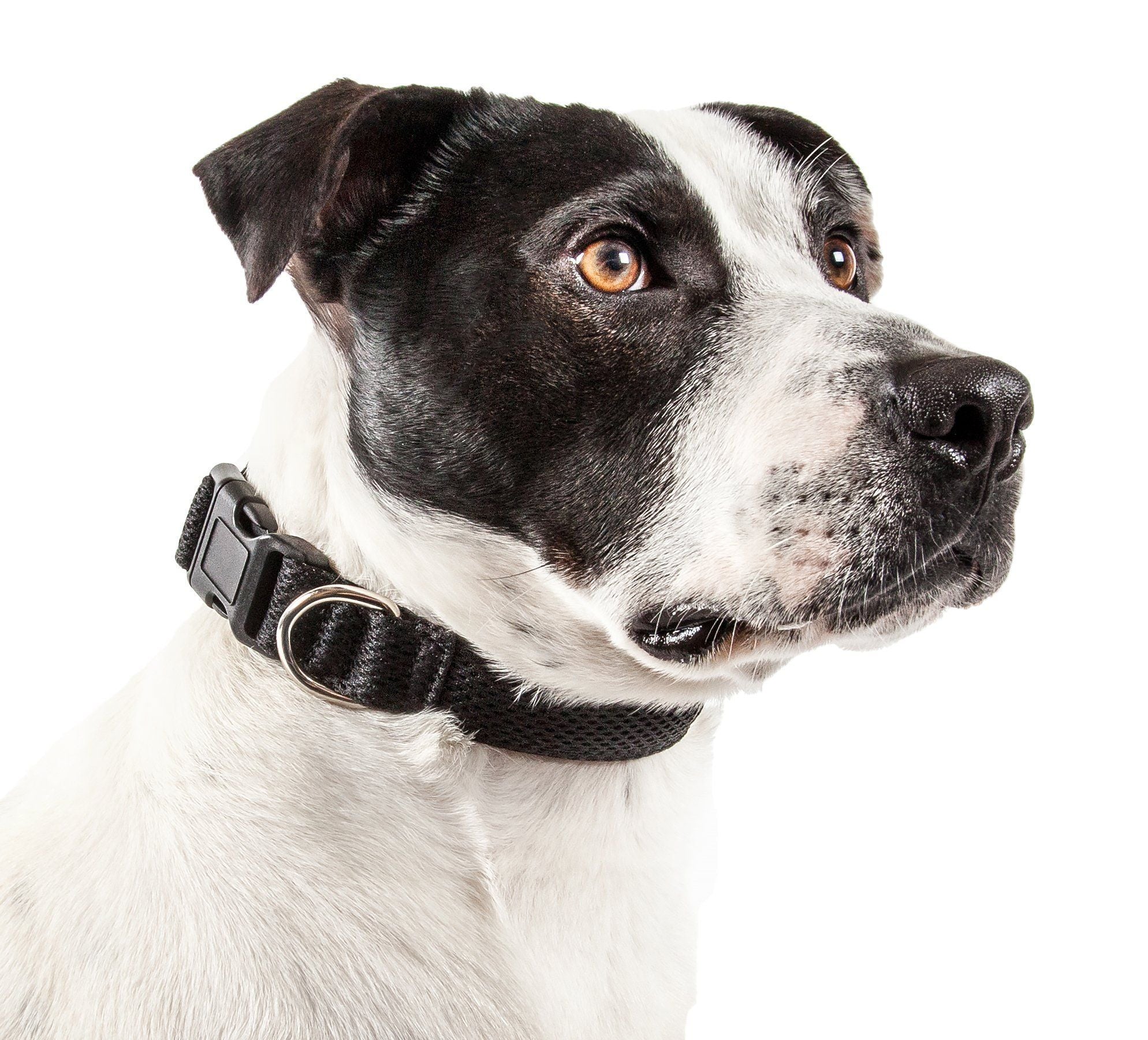 Aero Mesh Dual-Sided Breathable Adjustable Mesh Dog Collar – Multiple Colors