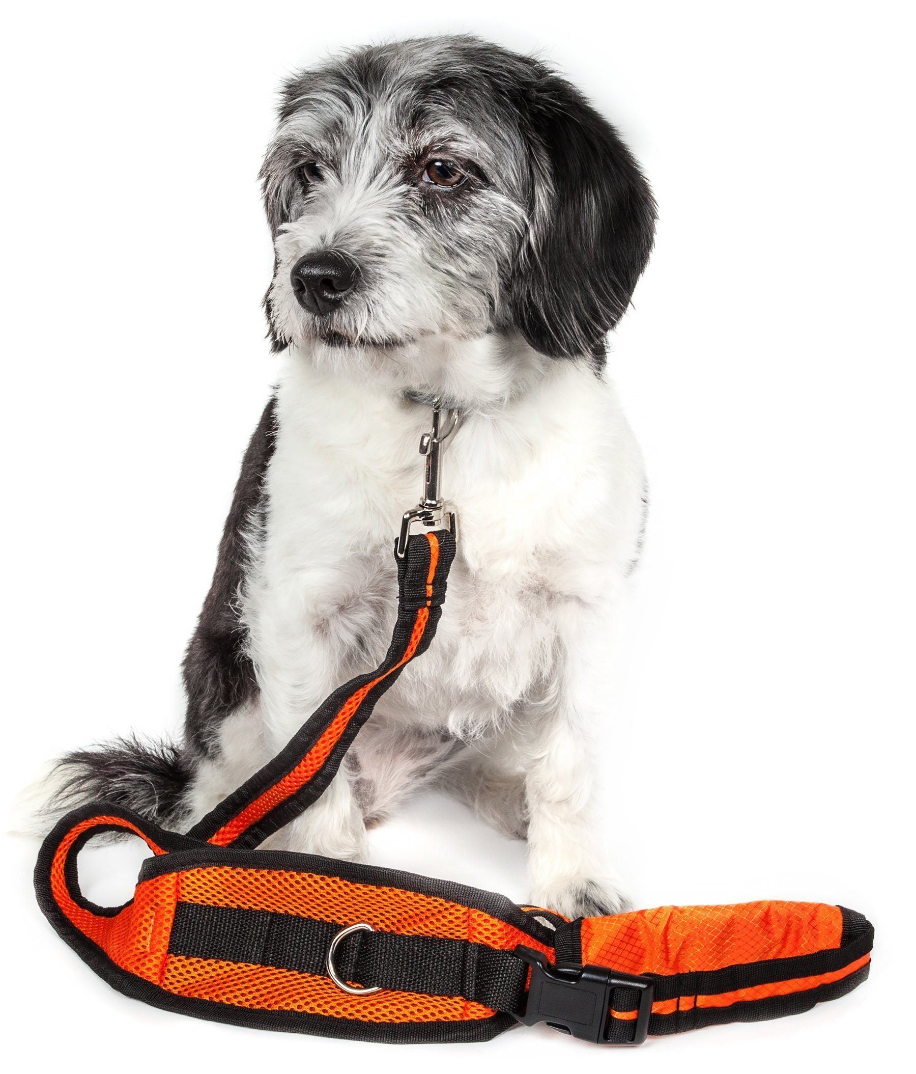 Echelon Hands-Free Convertible 2-in-1 Training Dog Leash and Belt Trainer