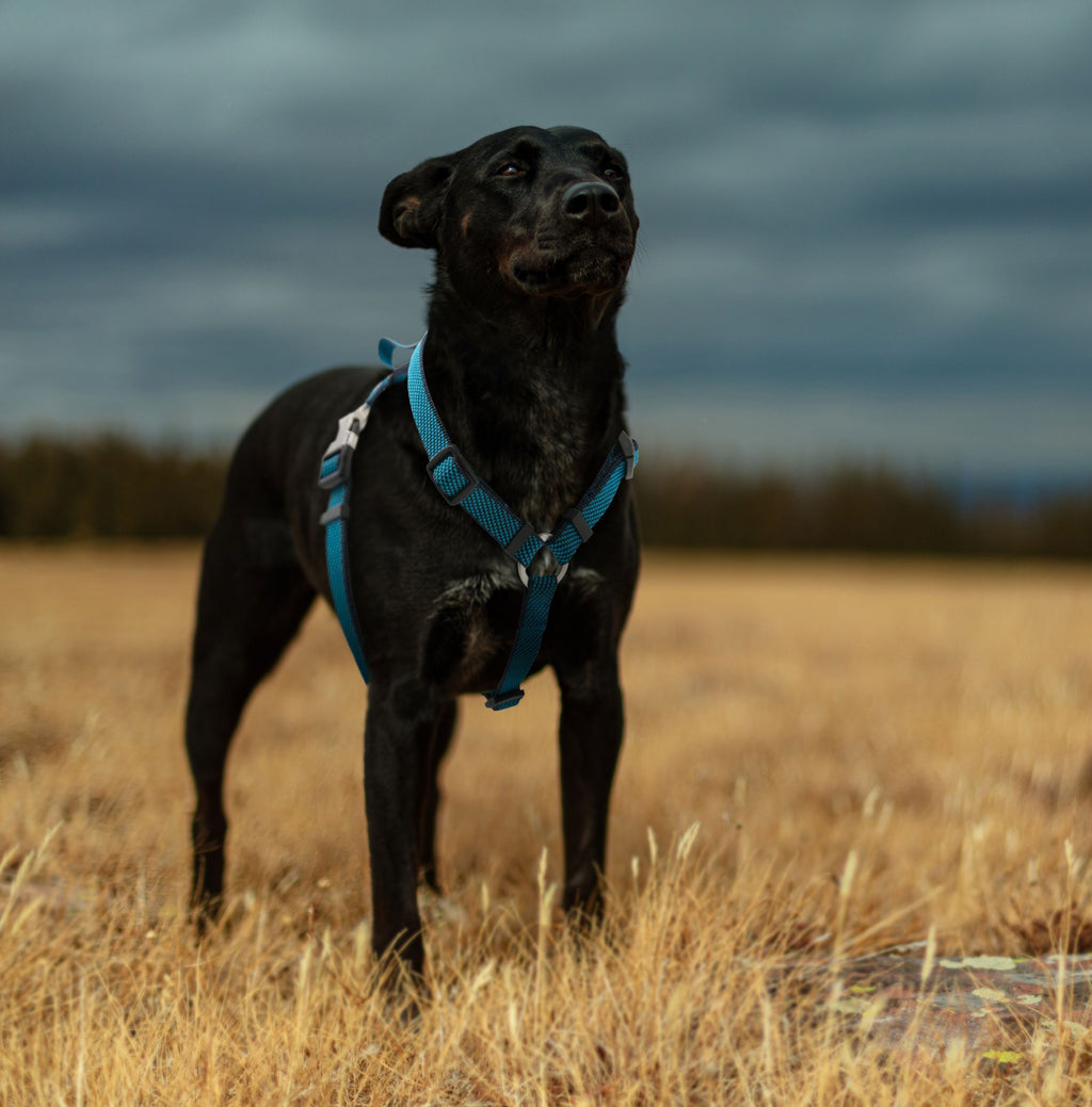 Escapade Outdoor 2-in-1 Convertible Dog Leash and Harness